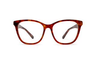 2740106110 Tortoise image-1