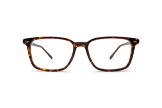 9850100880 Tortoise image-1